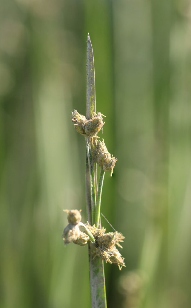 schoenoplectus triqueter.jpg