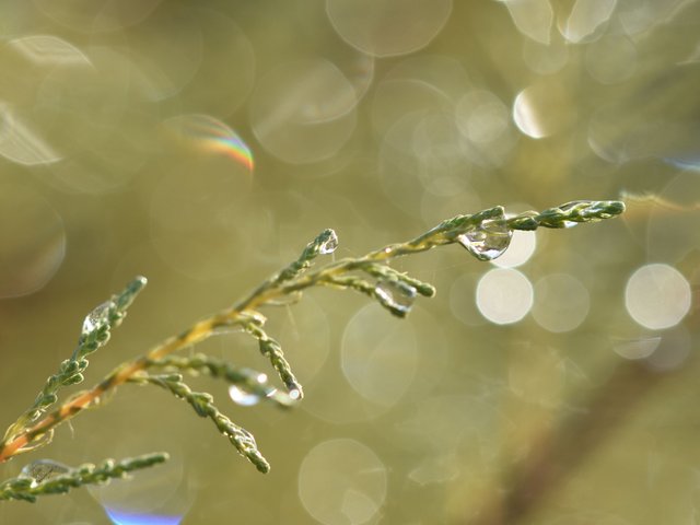 waterdrops shrub bokeh.jpg