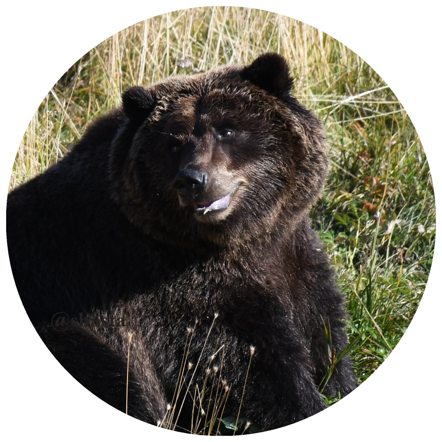 shasta2018oct29th47bear3io.jpg