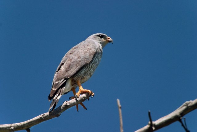 Gray Hawk b13-37-163_V.jpg