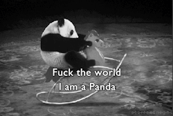 penda fuck the world.gif