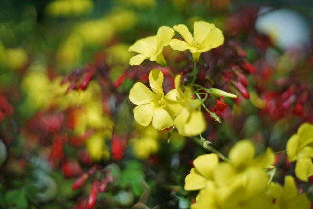 oxalis kalanchoe bokeh.jpg
