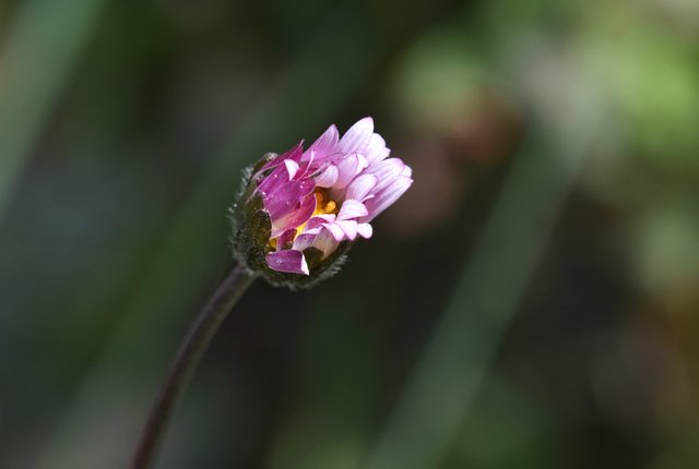 daisy pink bud macro.jpg