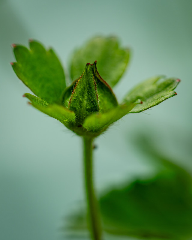 _DSC7175-ARW_DxO_DeepPRIME.jpg