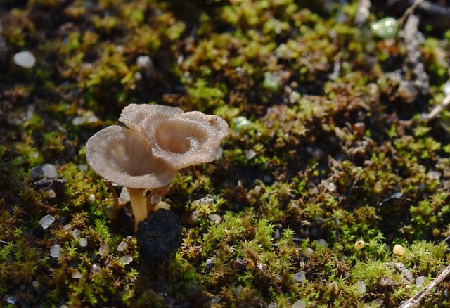mushrooms mini cup 2.jpg