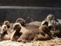 Baby_Ducks_22_Days_Oldcrop.jpg