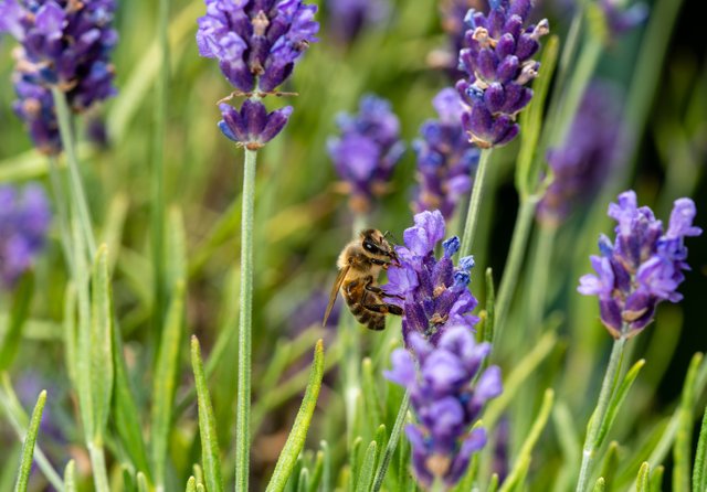 _DSC6311-ARW_DxO_DeepPRIME.jpg