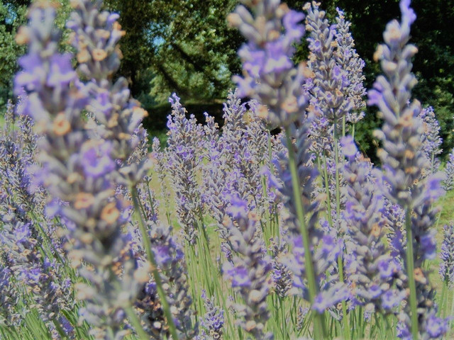 jersey lavender