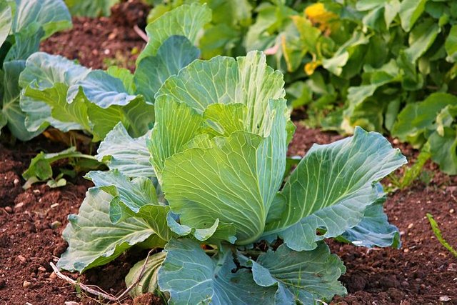 white-cabbage-2770028__480.jpg