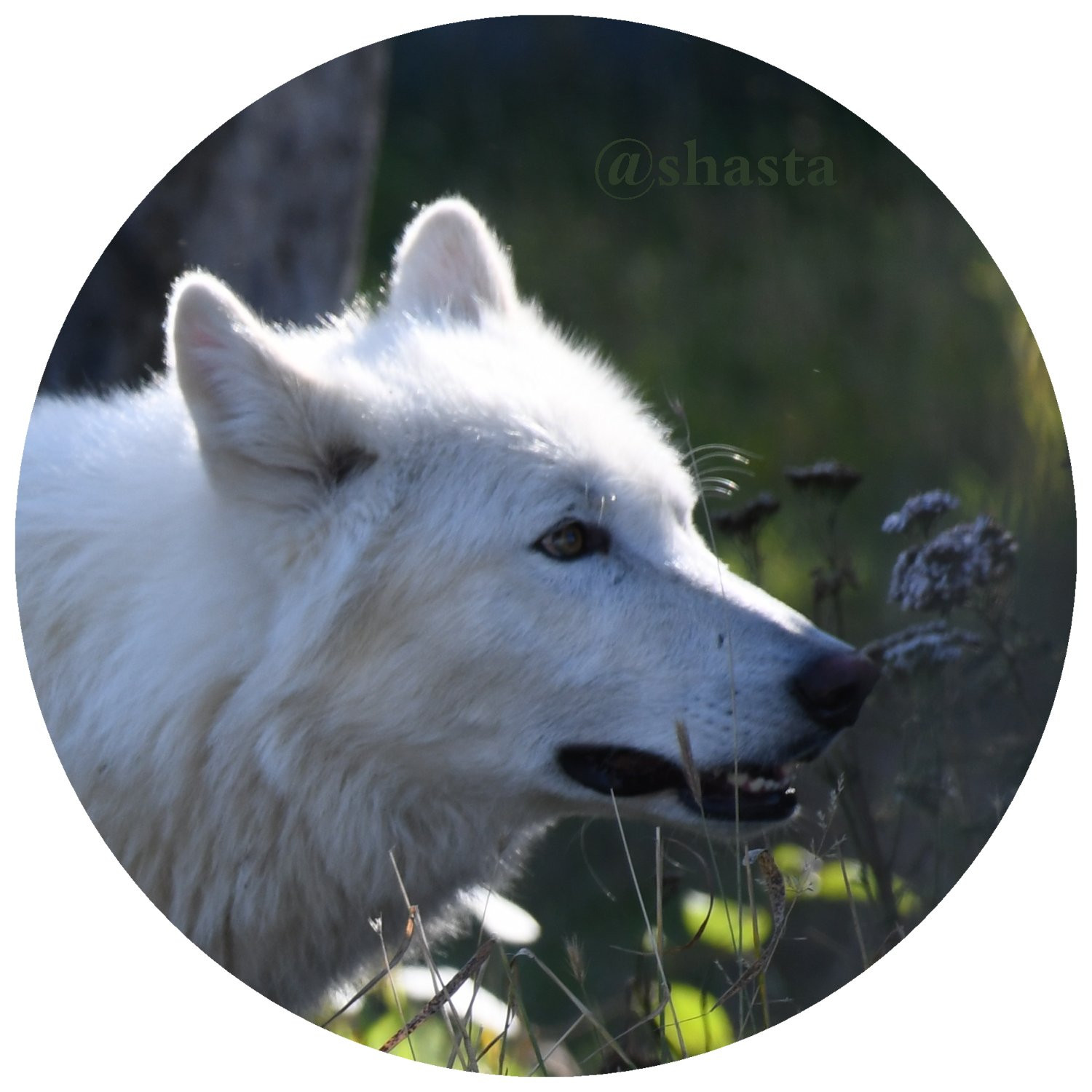 shasta2018oct14th47wolf8io.jpg