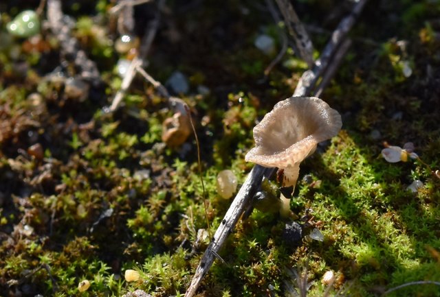 mushrooms mini cup 1.jpg