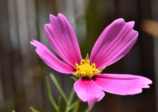 cosmos pink flower 1.jpg