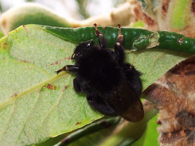 Black bumblebee.1200x900.jpg