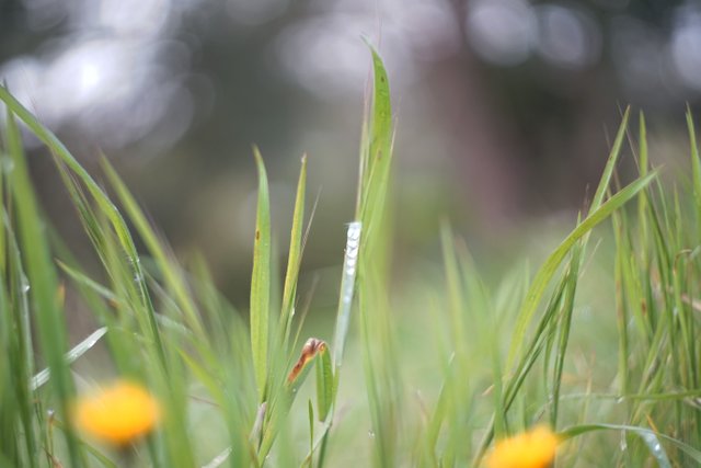 grass Helios bokeh 3.jpg