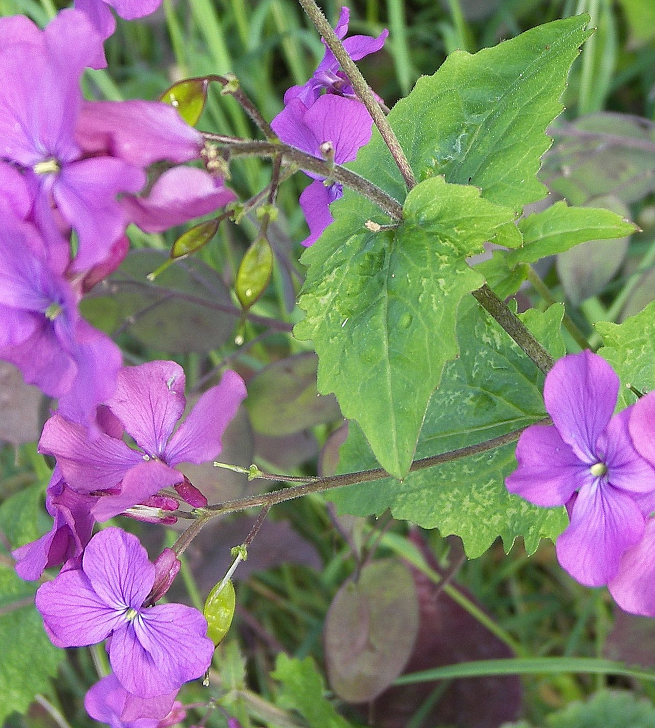 Lunaria annua Лунник однолетний