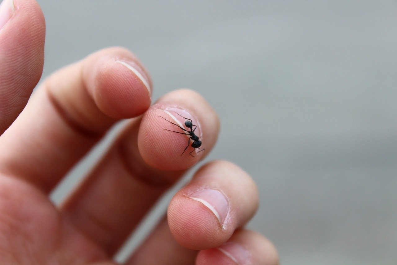маленький муравей фото