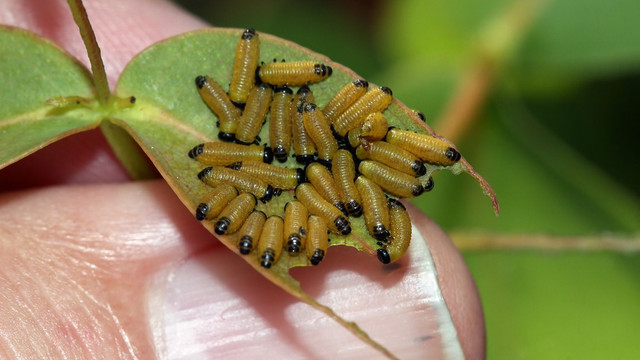 Chrysomelidae Paropsisterna sp BY on E viminalis 2018-01-21 n3.jpg