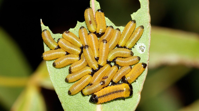 Chrysomelidae Paropsisterna sp BY on E viminalis 2018-01-22 n4.jpg