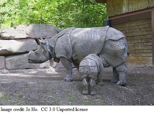 rhinoceros Jo Oh 3.0 unported.jpg