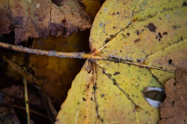 0017ccOctober 05, 2019 IMGP7746.jpg