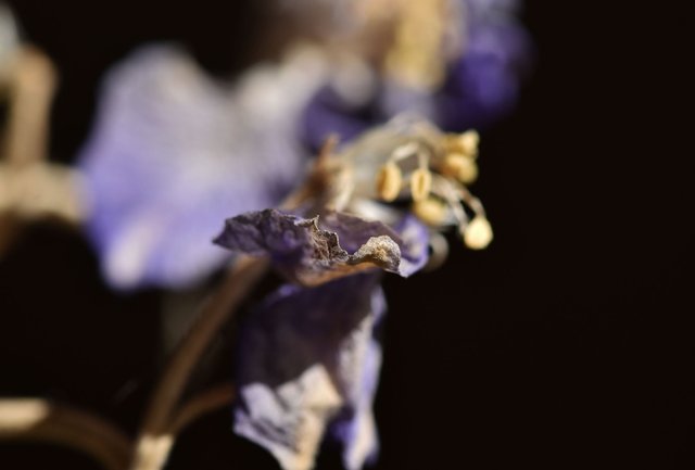 Delphinum dry stuff flowers 2.jpg