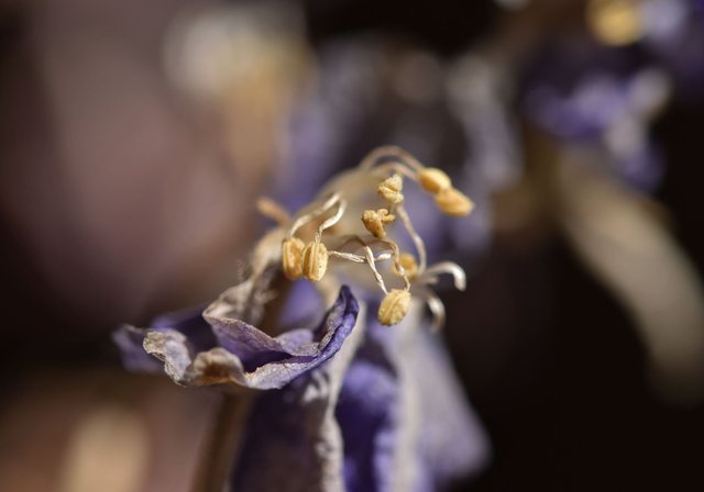 Delphinum dry stuff flowers 3.jpg