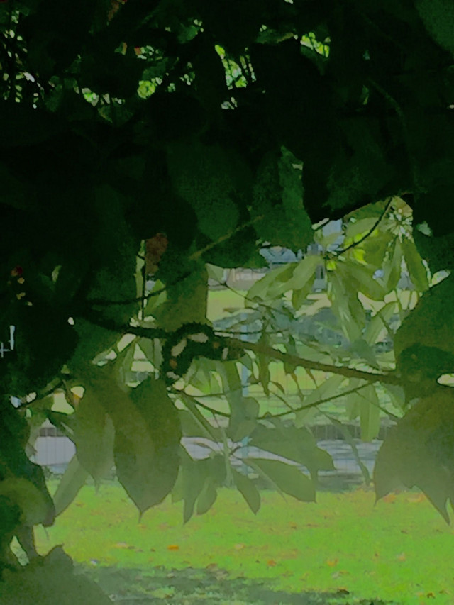 C9E69221-F8B8-42DC-A7C5-401257DB543F.jpeg