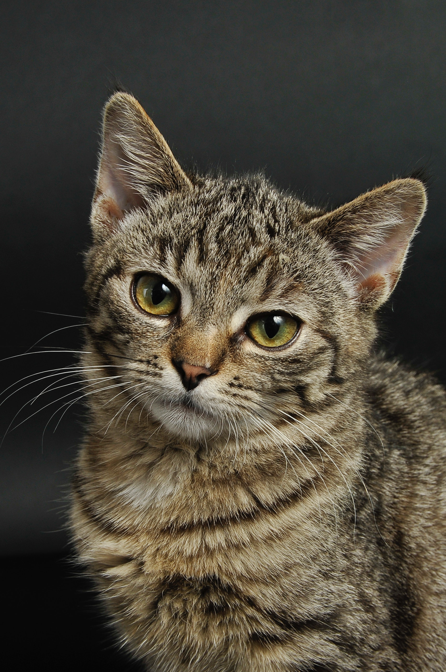 animal-animal-photography-cat-2071882.jpg