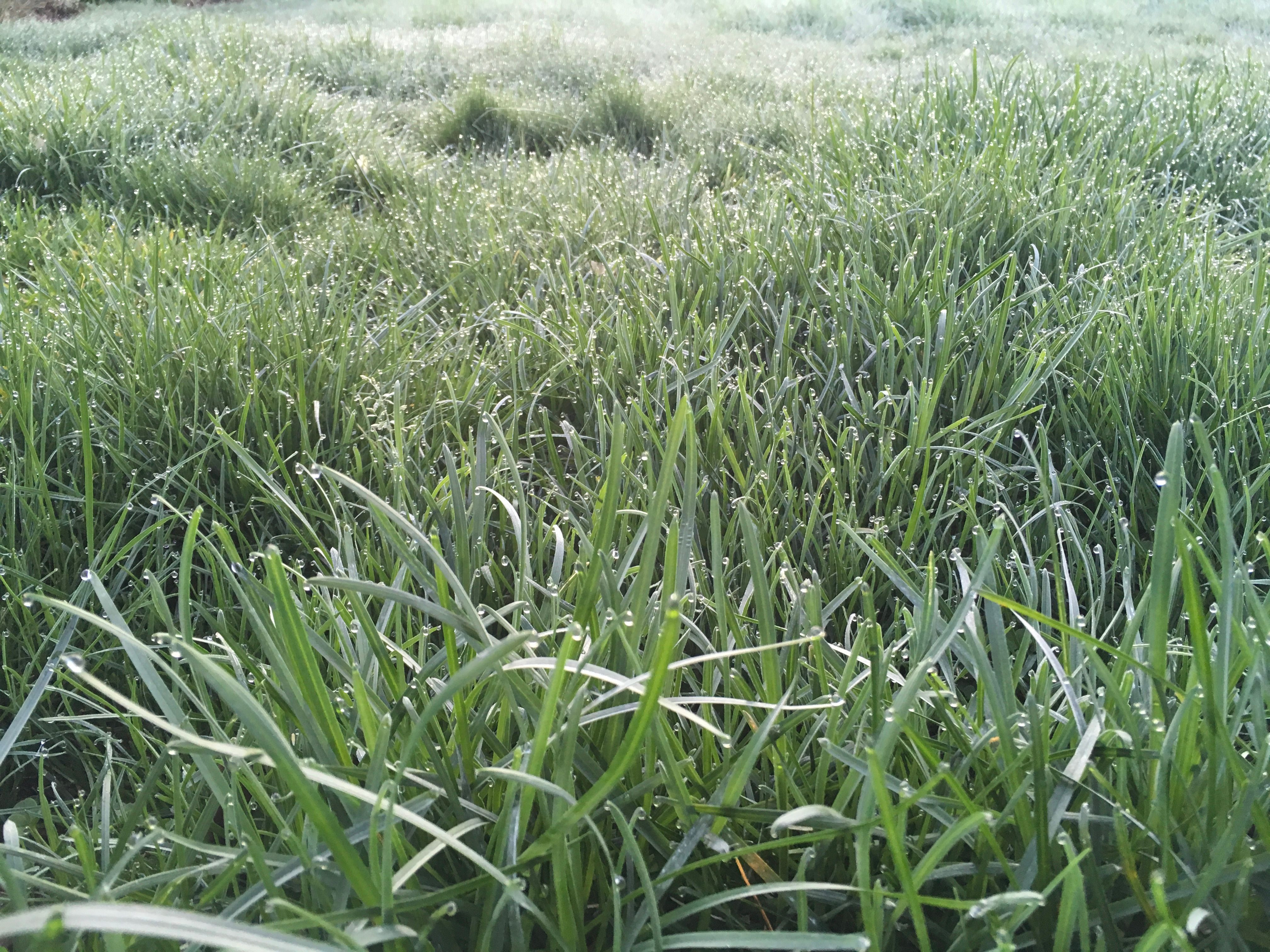 58C64350-7C20-4D99-8EEC-694F0DEC78DC.jpeg