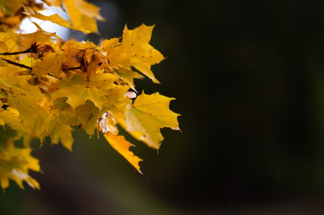 0012ccOctober 05, 2019 IMGP7728.jpg