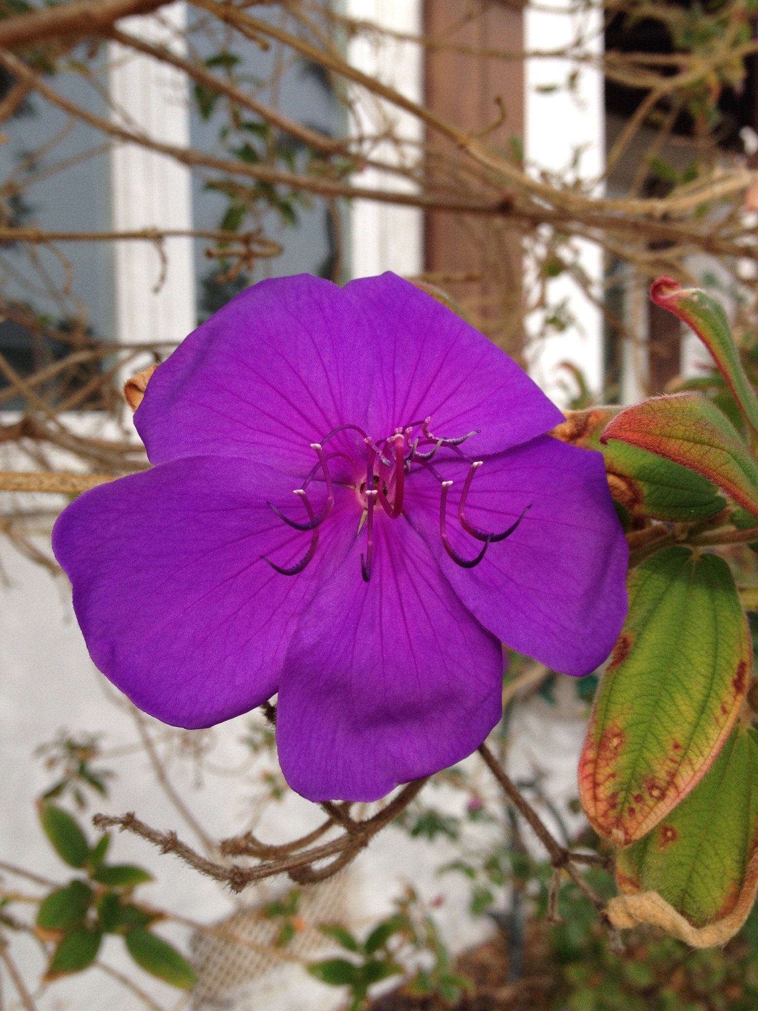 purple flower sharing life @sharinglife