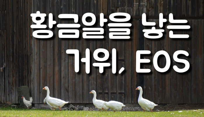 거위2.jpg