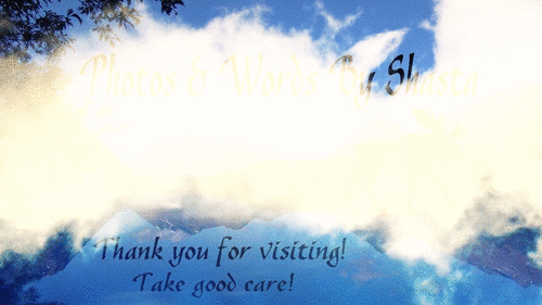 shasta2019march28th47moosemonday804io.gif