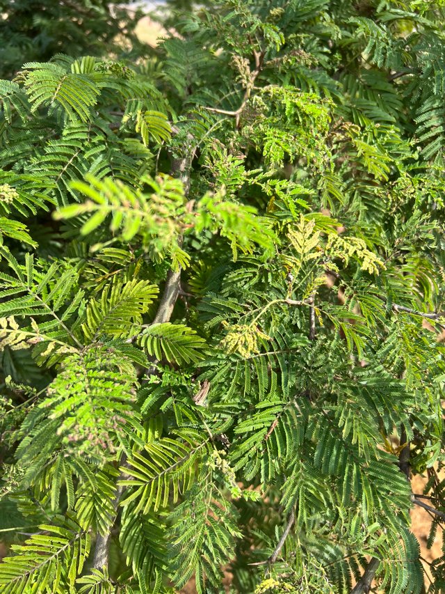20C7634E-78D2-4AA4-B063-B5BDAA974C6D.jpeg