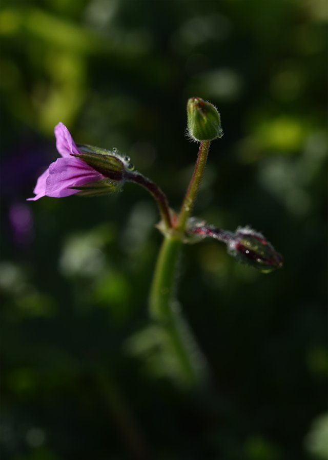 Geranium Erodium moschatum  1.jpg