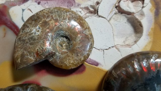 shasta2019jan4th47ammonitefossils14io.jpg