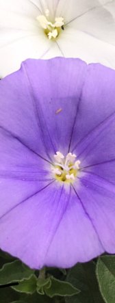 9319744C-9B64-498E-86BA-FE06C0E21E27.jpeg
