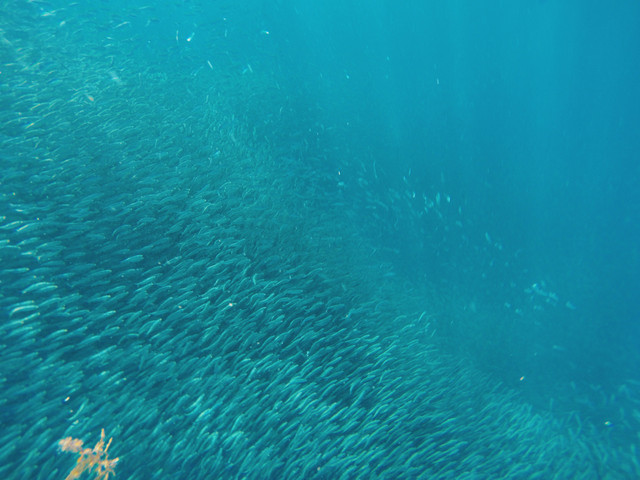 Swimming with Millions of Sardines in Moalboal, Cebu — Steemit
