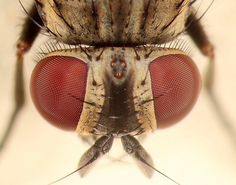 У мух есть пол. Глаза мухи вблизи. Как выглядят глаза мухи. Большая Муха с красными глазами. Глаза мухи фото.