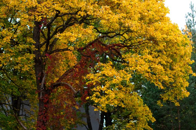 0010ccOctober 05, 2019 IMGP7725.jpg