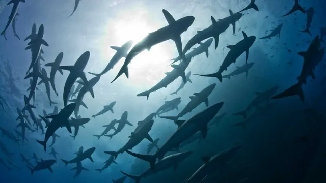 sharkattack2_072117-e1500760236467-1.webp