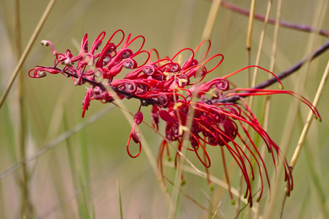 Red Flower