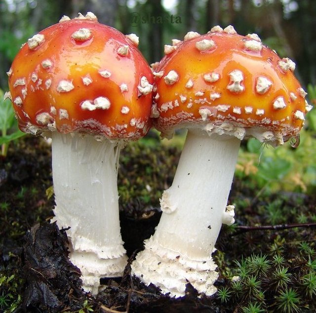 shasta2018dec7th47amanita7muscaria7io.jpg