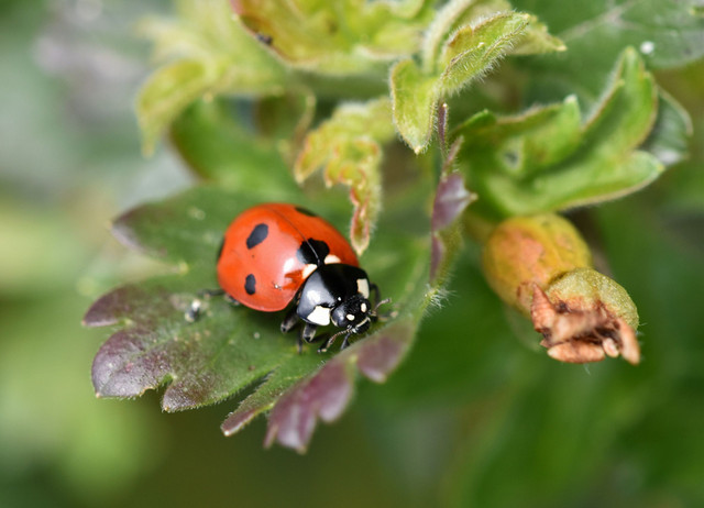 ladybug gooseberry macro beetle.jpg