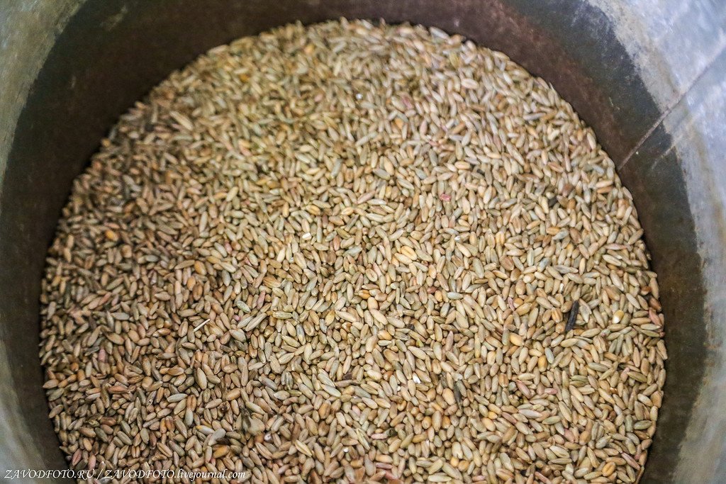 Горчак спорынья. Куча зерна. Сорная примесь ячменя. Свежие объявления о продаже зерна. Сорная примесь в пшенице.