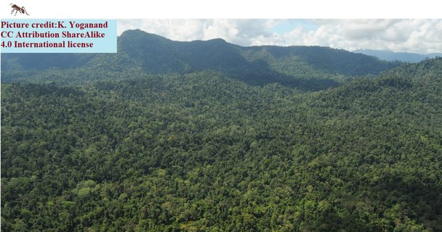 Kuamut ant Forest 4Reserve_Sabah_-_area_allocated_for_logging K. Yoganand 4.0.jpg