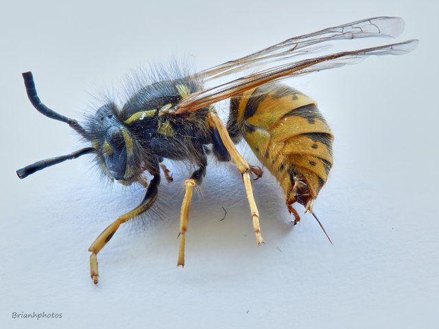 Waspjpg_2018-08-04-17.50.25 ZS retouched 1.jpg