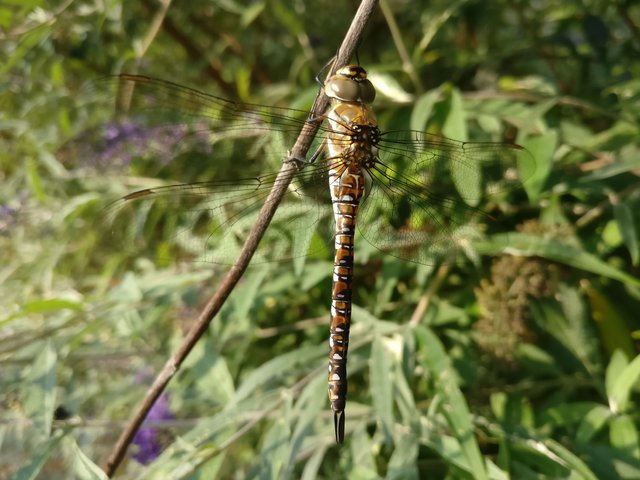 libelle.jpg