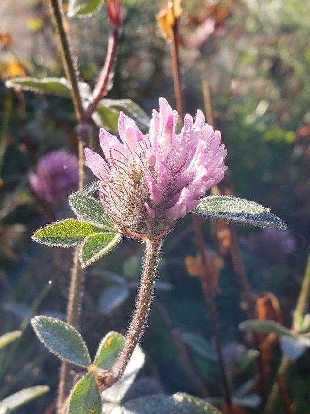 clover3.jpg