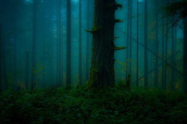 treefog.jpg